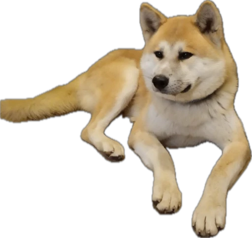 Powered by Akita Inu